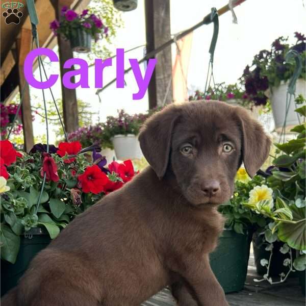 Carly, Chocolate Labrador Retriever Puppy